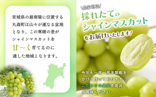 【先行予約】《2026年9月下旬～11月下旬出荷》 宮城県丸森町産 シャインマスカット　3房(1房 600g以上)　
