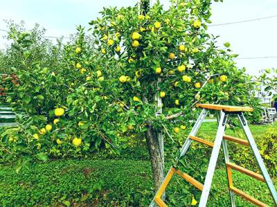 りんごジュース　1L×6本 トキ100%ストレート【青森GOLD】五所川原市