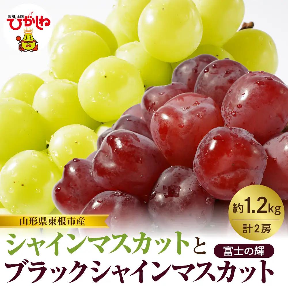 2026年産 シャインマスカット 詰合せ 約1.2kg 「富士の輝」