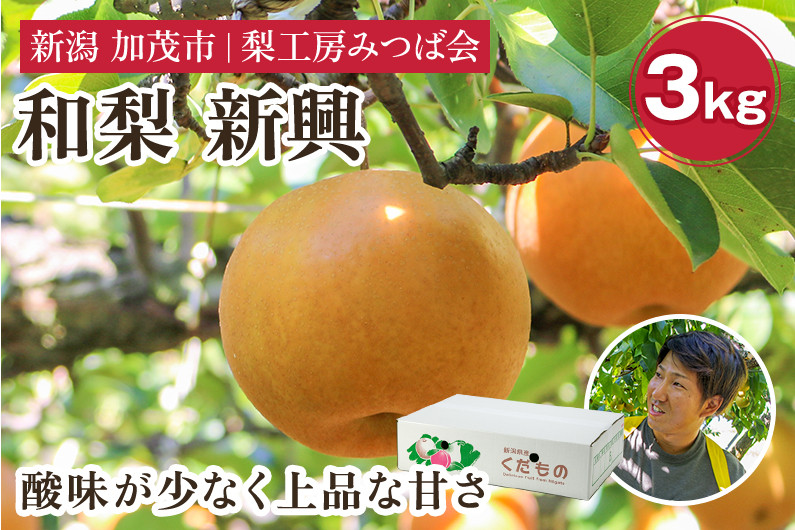 
            【2026年先行予約】新潟県産 和梨 新興 3kg（4～7玉）《10月下旬以降発送》しんこう 果物 フルーツギフト 秋の味覚 加茂市 梨工房みつば会
          