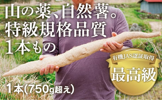 
D173 ミライエfarm特級規格品質1本もの750g超えサイズ　最高級自然薯
