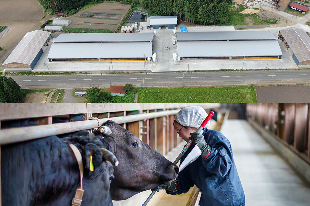 ミルキークイーン （精米） 5kg（5kg×1袋） ＜令和8年産 新米受付＞ 大進農場 秋田県 男鹿市 [新米 先行受付 ミルキークイーン お米 白米 米どころ 秋田 秋田県産 男鹿市]