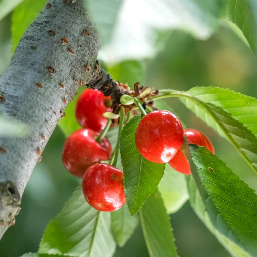 ＜Bonchi＞バラ詰めさくらんぼ 400g　 M，Lサイズ