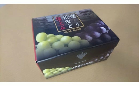 ナガノパープル JA信州うえだ 特産 ナガノパープル