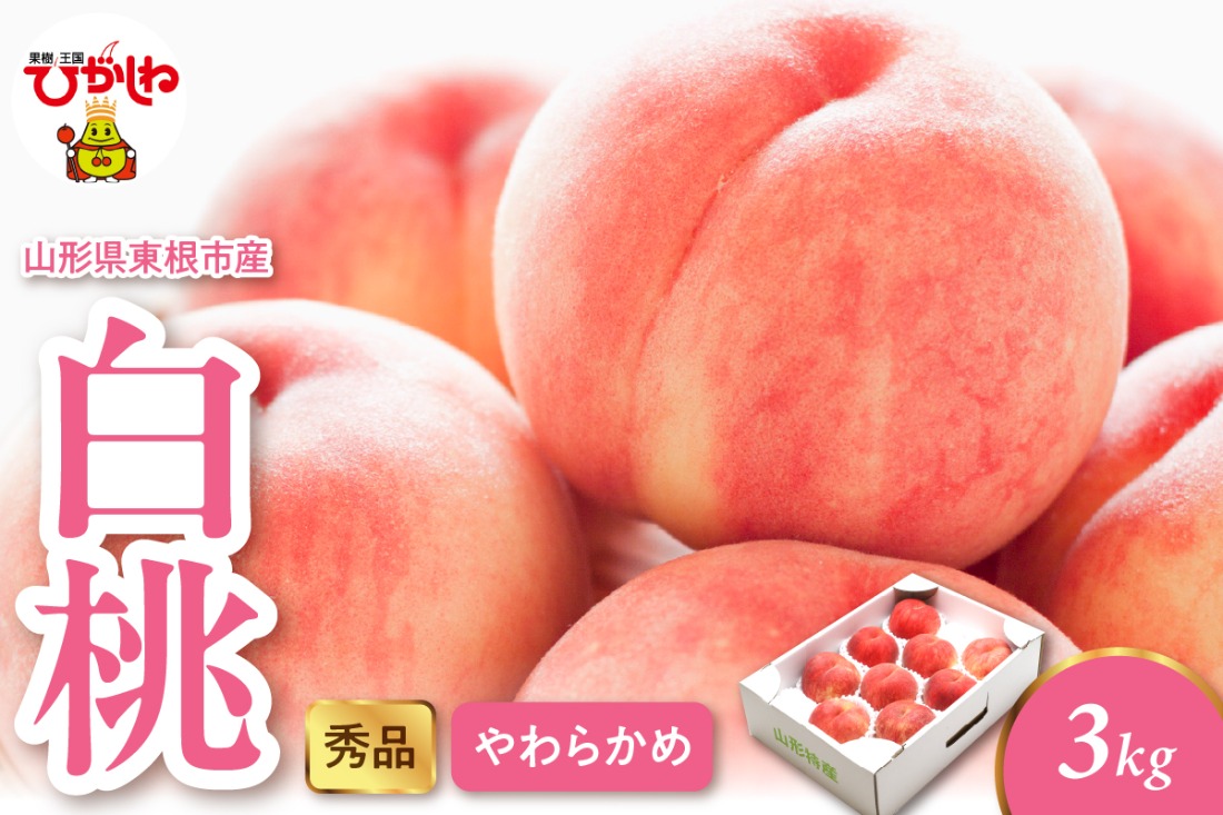 2026年産 白桃（柔らかめ） 3kg 秀品 山形県 東根市 hi082-049