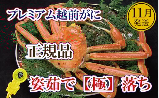 越前がに「極落ち」 × 1杯 桐箱入り！越前の至宝 最高ランクのプレミアム越前がに【雄 ズワイガニ ずわいがに 姿 生 ボイル 冷蔵 福井県】【11月発送分】【浜茹でお届け】希望日指定可 備考欄に希望日をご記入ください [e37-x012_11b]
