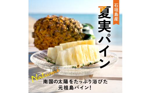 【先行予約】《2025年夏季 順次発送》夏実パイン（ハワイ種）大玉3個 計3.9kg【 産地直送 沖縄 石垣 フルーツ パイナップル パイン ハワイ 夏美パイン 】SI-48-1