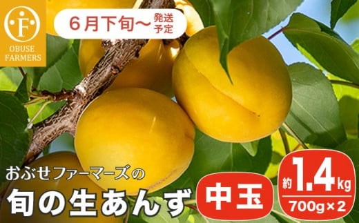 旬の生あんず 中玉 約1.4kg 700gパック×2 [おぶせファーマーズ] 数量限定 期間限定 杏アンズ 果物 フルーツ 長野県産 信州産 令和8年産【2026年6月下旬～発送】［F-51］