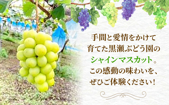 【先行予約】【9月上旬から9月下旬に順次発送】シャインマスカット 2房（約1.4kg） 種なし フルーツギフト ギフト 高級 果物 三次市/黒瀬ぶどう園 [APAB002]