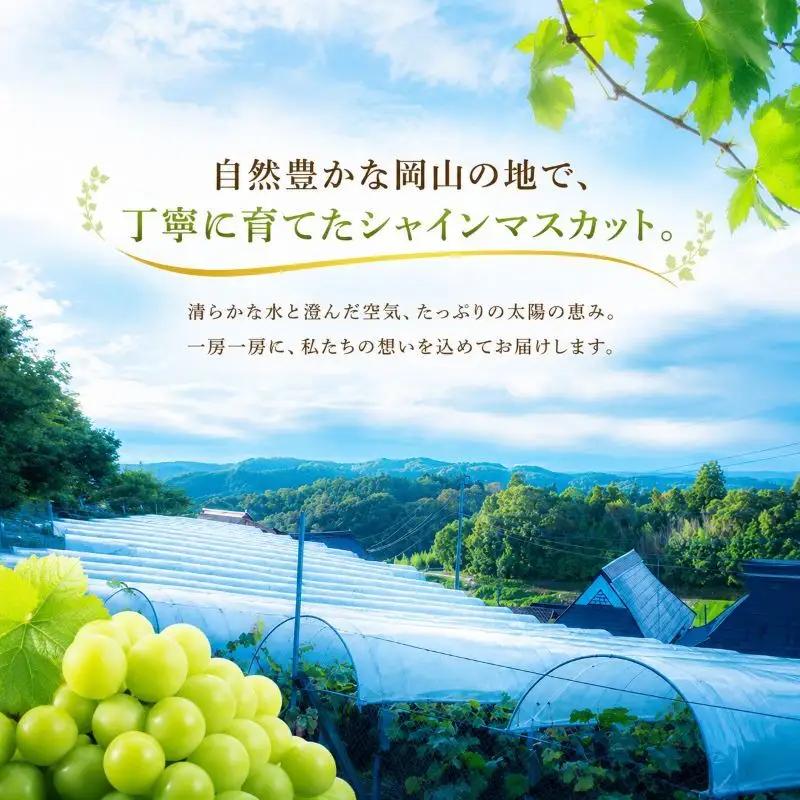 ぶどう シャインマスカット 2kg  3房～4房 1房 約500g～600g 葡萄 フルーツ 岡山 高梁市産 赤迫農園 2026年 先行予約