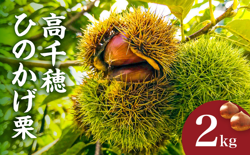 
                  高千穂・ひのかげくり（9月限定）| ひのかげ栗 栗 くり 栗きんとん 生栗 和菓子 栗ご飯 和菓子 モンブラン 世界農業遺産 宮崎県 高千穂町 |_Tk004-068
                
