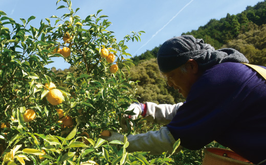 【 早期受付 期間限定 】 栽培期間中農薬・化学肥料不使用！ 四万十 の 柚子 約1.5～2kg（8～15個） 国産 自然栽培 オーガニック 高知 しまんと 旬 ゆず ユズ フルーツ 果物 柑橘 新鮮