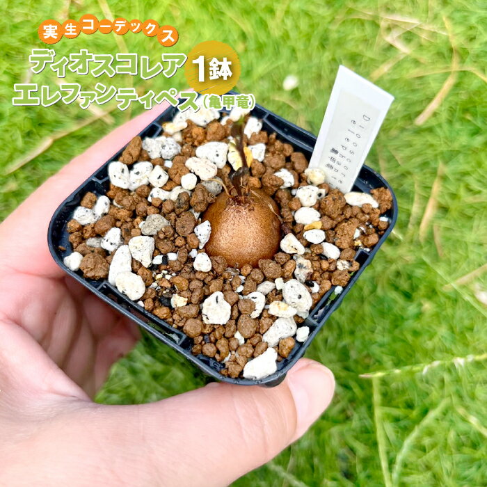 【ふるさと納税】 実生コーデックス ディオスコレアエレファンティペス（亀甲竜）1鉢 観葉植物 鉢植 塊根植物 球根植物 インテリア 新生活 一人暮らし 単身赴任 模様変え 家庭用 記念日 プレゼント オリジナル培養土 数量限定