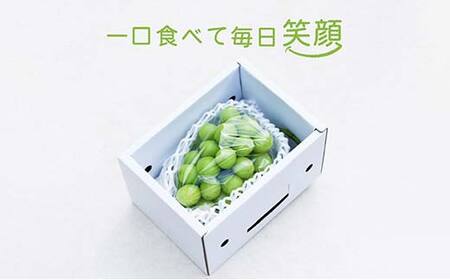 【先行受付（令和7年度発送）】もぎたてシャインマスカット1房 600g程度 ギフト箱入り FSY-2029