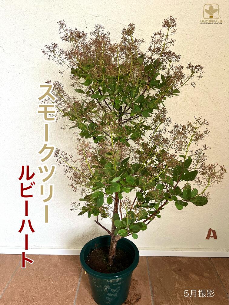 【ふるさと納税】B-022 けむりの木 スモークツリー「ルビーハート」（7号鉢植）　※沖縄・離島への配送不可
