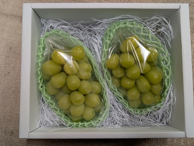 シャインマスカット 朝摘み 約900g ~ 1kg（2房） 葡萄 ブドウ 白ぶどう 朝採り 種無し 種なし 皮ごと 千曲市 長野県 信州｜ シャインマスカット