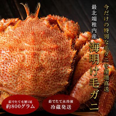 ふるさと納税 稚内市 【2026年新物】今だけ!稚内産海明け毛ガニ 浜ゆでチルド発送 800g前後【2月下旬以降発送】