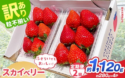 【先行予約】【定期2回】訳あり スカイベリー 約  280g × 4P｜【栃木県共通返礼品】いちご イチゴ 苺 訳あり 不揃い 粒 栃木県 那珂川町 送料無料