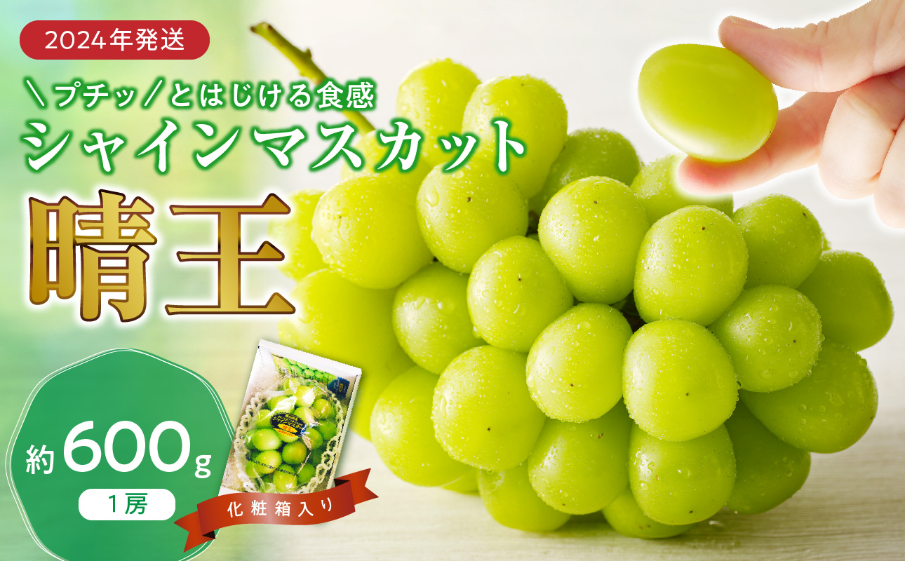 【2025年発送分 先行受付スタート】岡山県産シャインマスカット「晴王」　秀品　1房（約600g）（令和７年8月中旬以降発送）【 シャインマスカット 晴王 フルーツ 果物 葡萄 ぶどう 岡山県産 秀品 種無し 高糖度 】