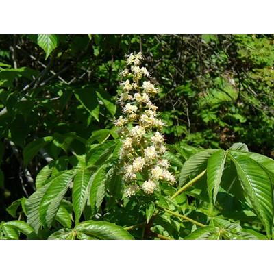 ふるさと納税 横浜町 【青森県産】澤谷養蜂園　自家採取国産はちみつギフトBセット(アカシア・とち　420g各1本) |  | 02