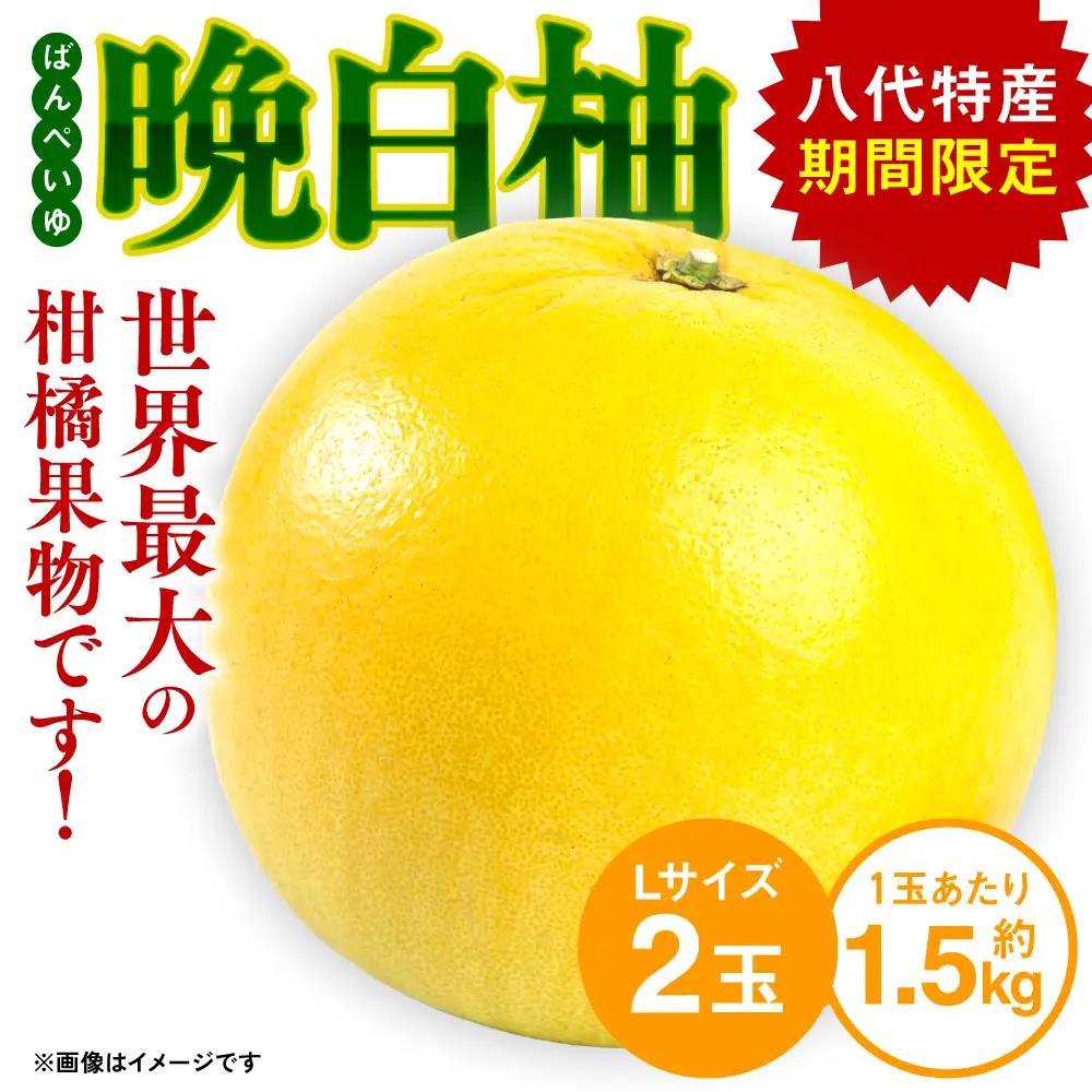 【先行予約】 熊本県八代市産 晩白柚 （ばんぺいゆ） Lサイズ 2玉 柑橘 【2026年12月上旬より順次発送】