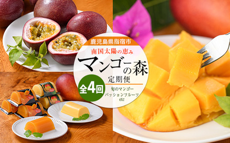 【全４回定期便】完熟マンゴー＆トロピカルスイーツ定期便 (マンゴーの森/Z050-2053)  鹿児島県 指宿産 南国 フルーツ 完熟 マンゴー 果物 くだもの パッションフルーツ マンゴースイーツ ゼリー プリン アイス 詰め合わせ ギフト