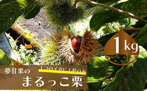 【ふるさと納税限定】＜2026年10月中旬以降発送＞ 夢甘栗 まるっこ栗 秀品 高級生栗 約1kg 　事前予約受付中