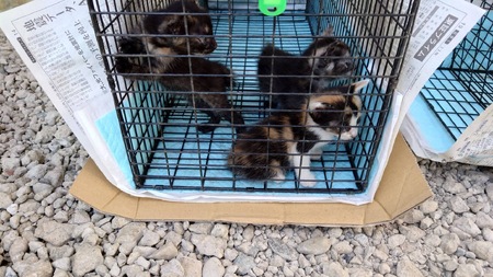 【100,000円】保護猫活動支援～望まれず生まれる命を無くし、行き場を失った猫たちの幸せ探し～