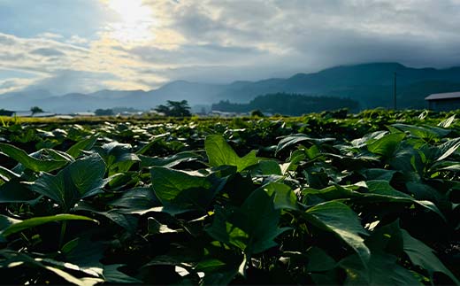 【先行予約】 自然栽培 栗かぐや 1kg（3～6本） さつまいも サツマイモ 芋 山形県 新庄市 F3S-2636