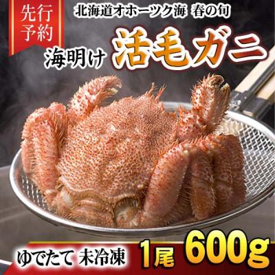 ふるさと納税 旭川市 【先行予約】北海道オホーツク産海明け活毛ガニボイル未冷凍チルド冷蔵配送600g前後×1尾_05668