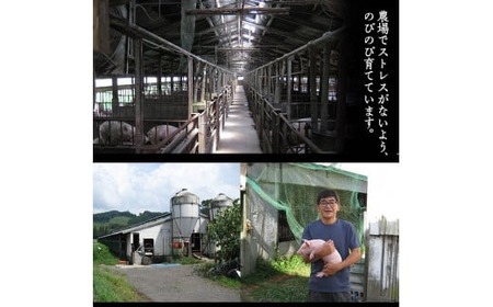 ＜2025年7月中に発送予定＞鹿児島県曽於市産 曽於ポーク切り落とし3.25kg(250g×13パック)セット 国産 豚肉 切り落とし【Rana】A408-07-v01