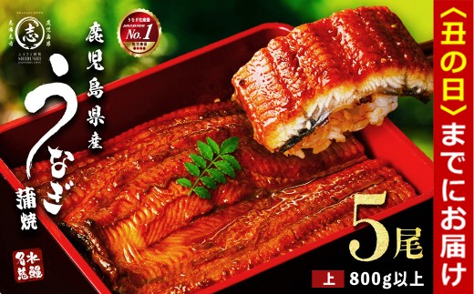 【丑の日までに配送】鹿児島県産うなぎ蒲焼 名水慈鰻 5尾＜計800g以上＞ うなぎ 鰻 ウナギ 5尾 国産 蒲焼 かばやき 冷凍 真空 真空パック 無頭 うな重 ひつまぶし タレ 山椒 b8-043-us