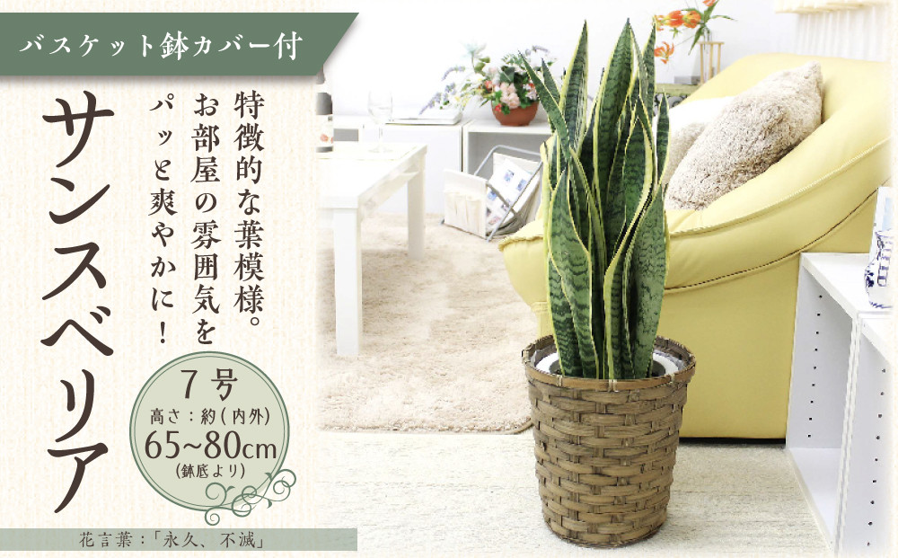 《先行予約》【観葉植物】サンスベリア 7号 バスケット鉢カバー 土の表面:ウッドチップ ｜観葉植物 インテリア 部屋 おしゃれ 福岡県筑前町 送料無料