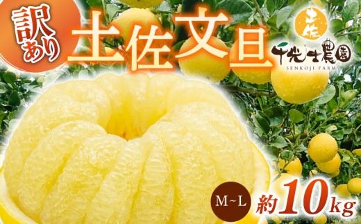 【 先行予約受付 】【 R9年発送 】 土佐文旦 M~L 約10kg 訳あり 果物 柑橘 高知県 特産品 文旦 ぶんたん ブンタン 爽やか 酸味 甘い 果汁 ジューシー プリプリ 食感 芳香 ご家庭用 ワケあり 不揃い 千光士農園 2月 3月 4月 発送 M~Lサイズ 22~29玉 詰め合わせ 贈答用 ギフト 南国 フルーツ 冬 春 季節 旬 特大 安芸市 高知県