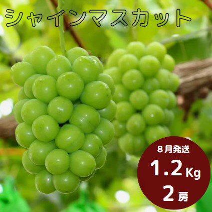 【ふるさと納税】 岡山県 勝央町産 ぶどう シャインマスカット 1.2kg以上 (2房) ＜8月発送＞ _A24