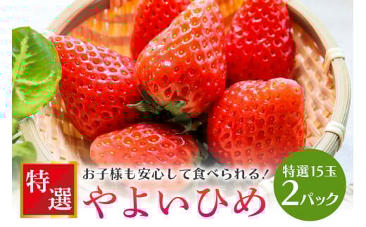 【数量限定・先行予約】 やよいひめ 特選15玉 2パック いちご イチゴ 苺 フルーツ 果物 くだもの ＜2026年1～3月発送予定＞ （茨城県共通返礼品 石岡市） 71-C