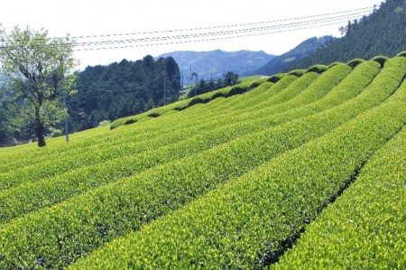 宇治ほうじ茶ティーバッグ　3g×20個入×5袋