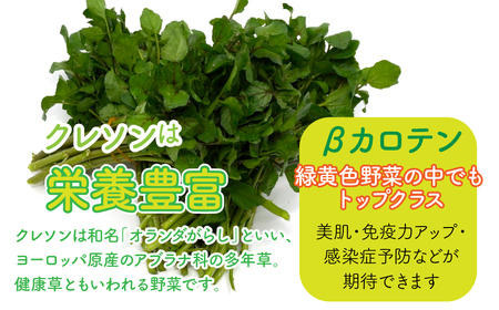 【産地直送】朝摘み新鮮!道志村産クレソン 20束(1400~600g) DSAA003 【期間限定】