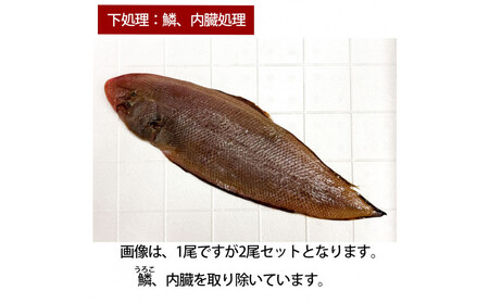 【鱗、内臓処理】赤舌平目 2尾（1尾、約250g～300g）れんちょうがれい レンチョウ