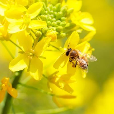 ふるさと納税 高原町 高原町産天然はちみつ(1.2kg)　TF269 |  | 02