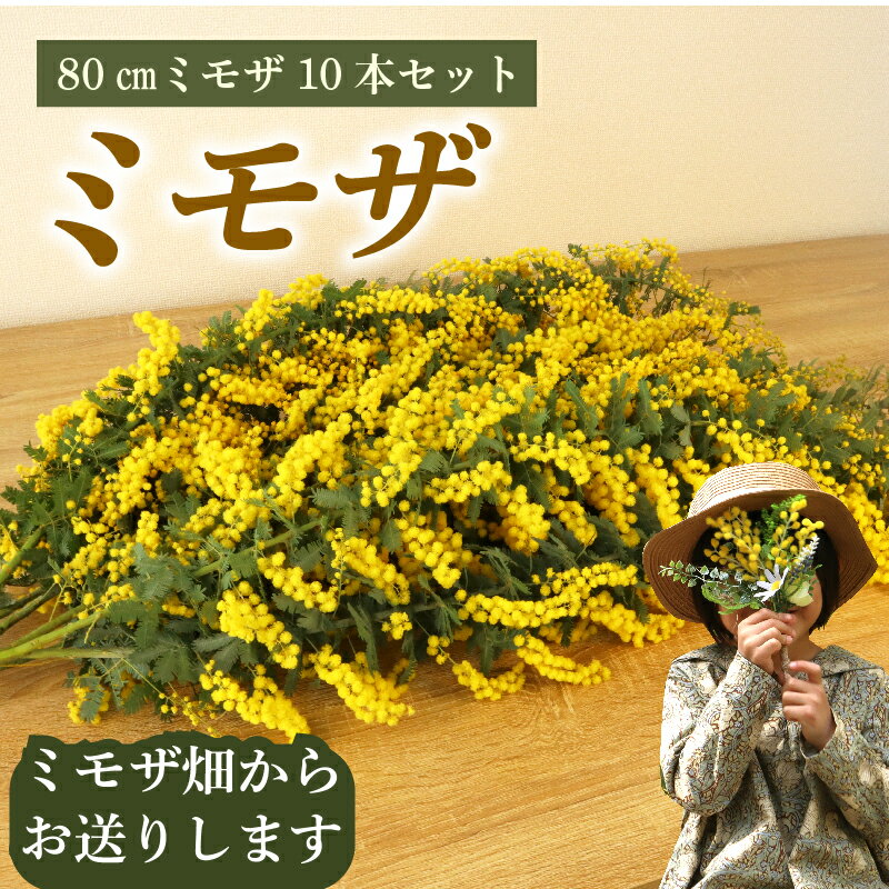 【ふるさと納税】 ミモザ 切り花 80cm × 8本 牧之原産 インテリア 花 ギフト プレゼント 贈り物 お祝い 花 人気 おすすめ ミモザ畑 雑貨 母の日 ギフト プレゼント 手作り 緑王園芸 お花 観葉 静岡県 牧之原市