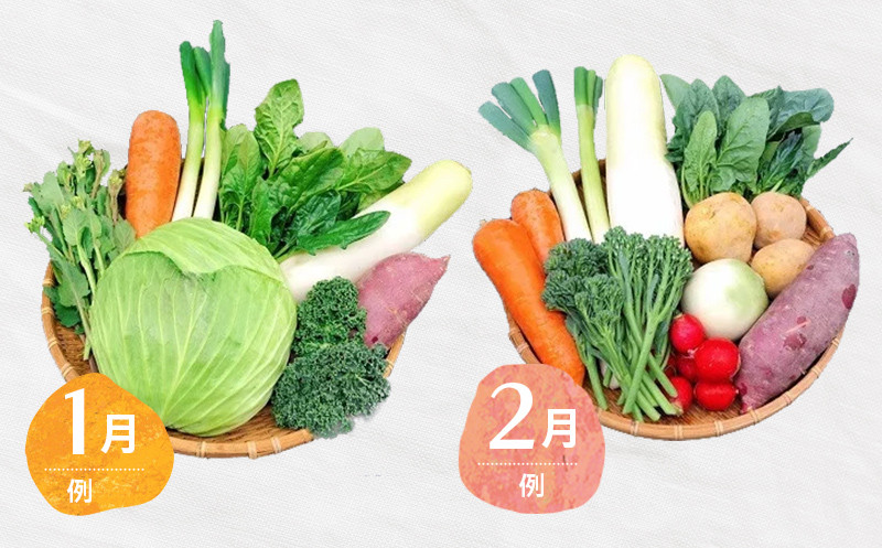 この様な野菜をお届けします（1月・2月）