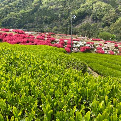 ふるさと納税 津和野町 【飲み比べセット】同じ茶葉からつくる緑茶と和紅茶、生姜和紅茶の3種セット |  | 02