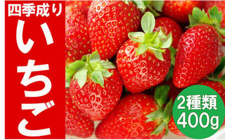 四季成りいちご 2種食べ比べ 400g (200×2パック) 品種おまかせ 〈 なつあかり 信大BS8-9 夏の輝 夏のしずく すずあかね 〉 いちご