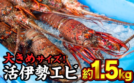 伊勢海老 ＜ 生 ＞ 約1.5kgセット （２～５尾） 天然 活き 活伊勢エビ  イセエビ 伊勢エビ 伊勢海老 伊勢えび いせえび エビ えび 海老 刺身 豪華お造り 《10月12日～4月期間限定出荷：先行予約も可（到着日時指定必須商品）》　HA-63