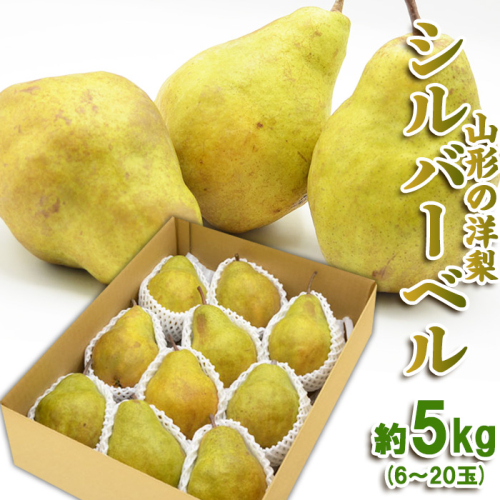 山形の洋梨 シルバーベル 秀品 約5kg(6～20玉)【令和8年産先行予約】FS25-684
