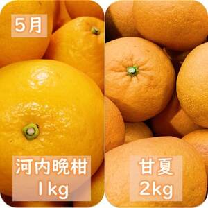 【発送月固定定期便】愛咲果樹園「春の柑橘定期便」(3月～5月)【G71-33】全3回【4069716】