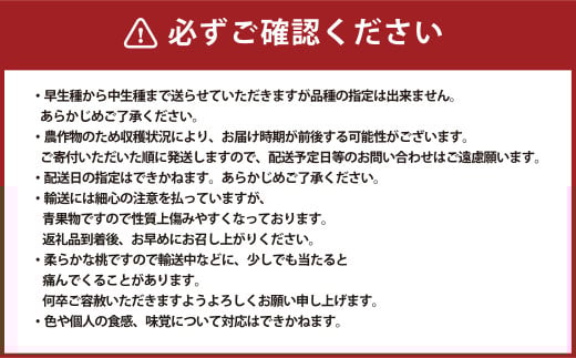 ご家庭用 岡山白桃 4～5玉 計1.2kg 【2025年6月下旬～7月下旬発送予定】 白桃 桃 もも モモ