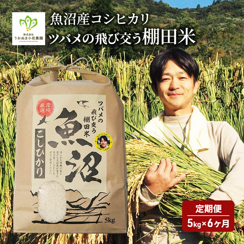 米 定期便 6ヶ月 ツバメの飛び交う 棚田米 5kg コシヒカリ 精