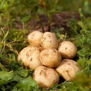 十勝の秋の味覚野菜詰め合わせ（ごぼじゃがセット）【2026年秋出荷】（先行受付）【工房みみずく】
